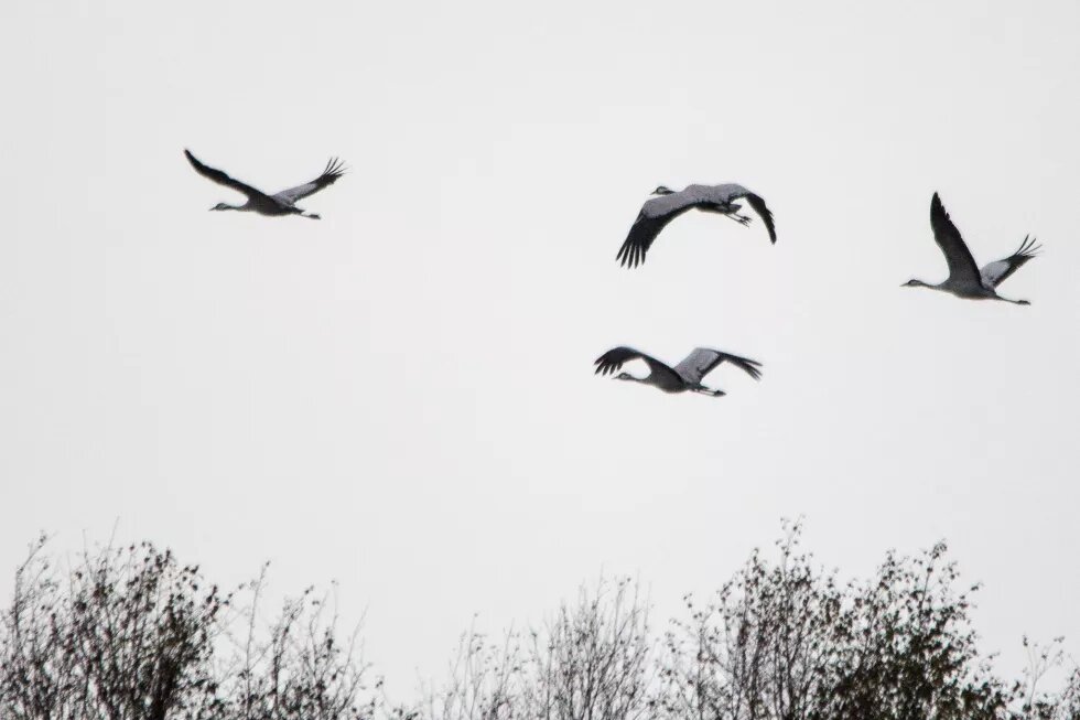 Kraniche im Uchter Moor Vier Kraniche fliegen über karge Bäume in grauem Himmel